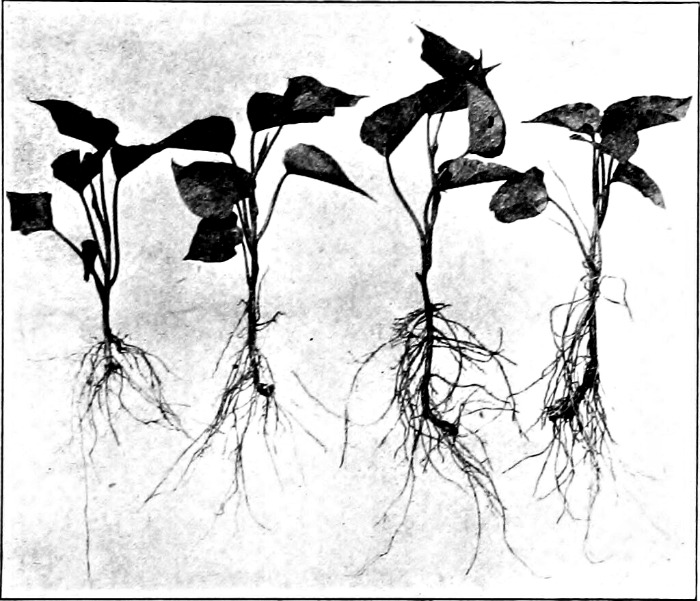 Um desenho em preto e branco de um livro mostrando as brotações de batata-doce com raízes crescendo.