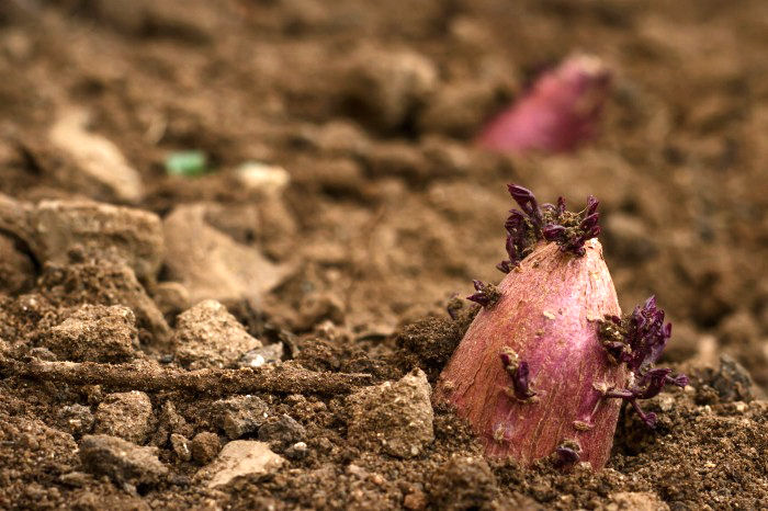 Uma batata-doce inteira plantada no solo com brotos surgindo da batata.