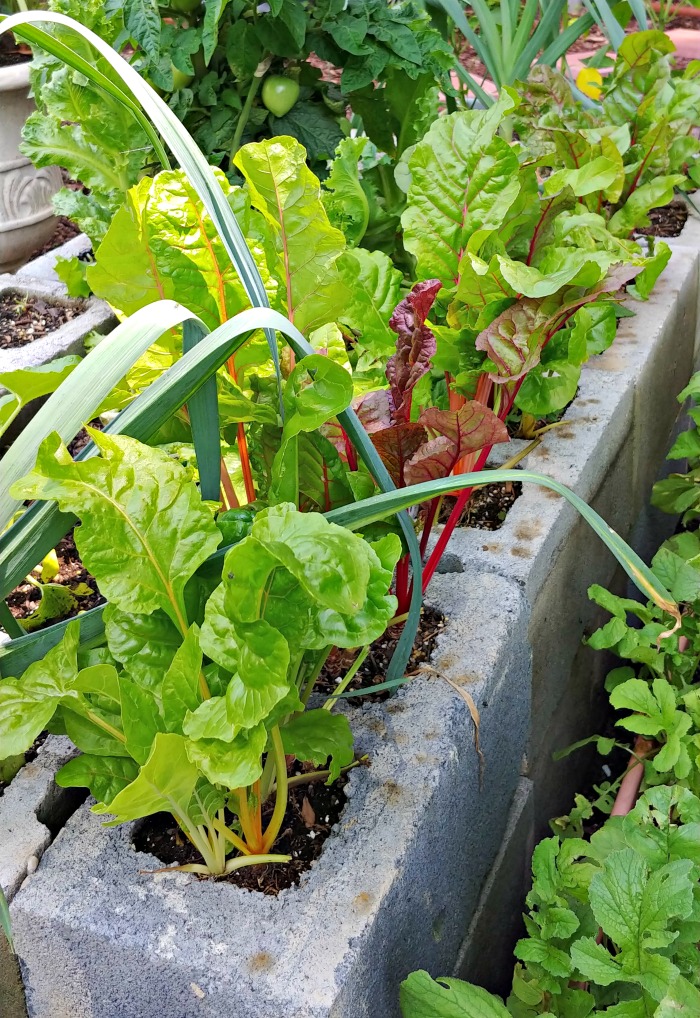 Acelga em uma cama de jardim de blocos de cimento.