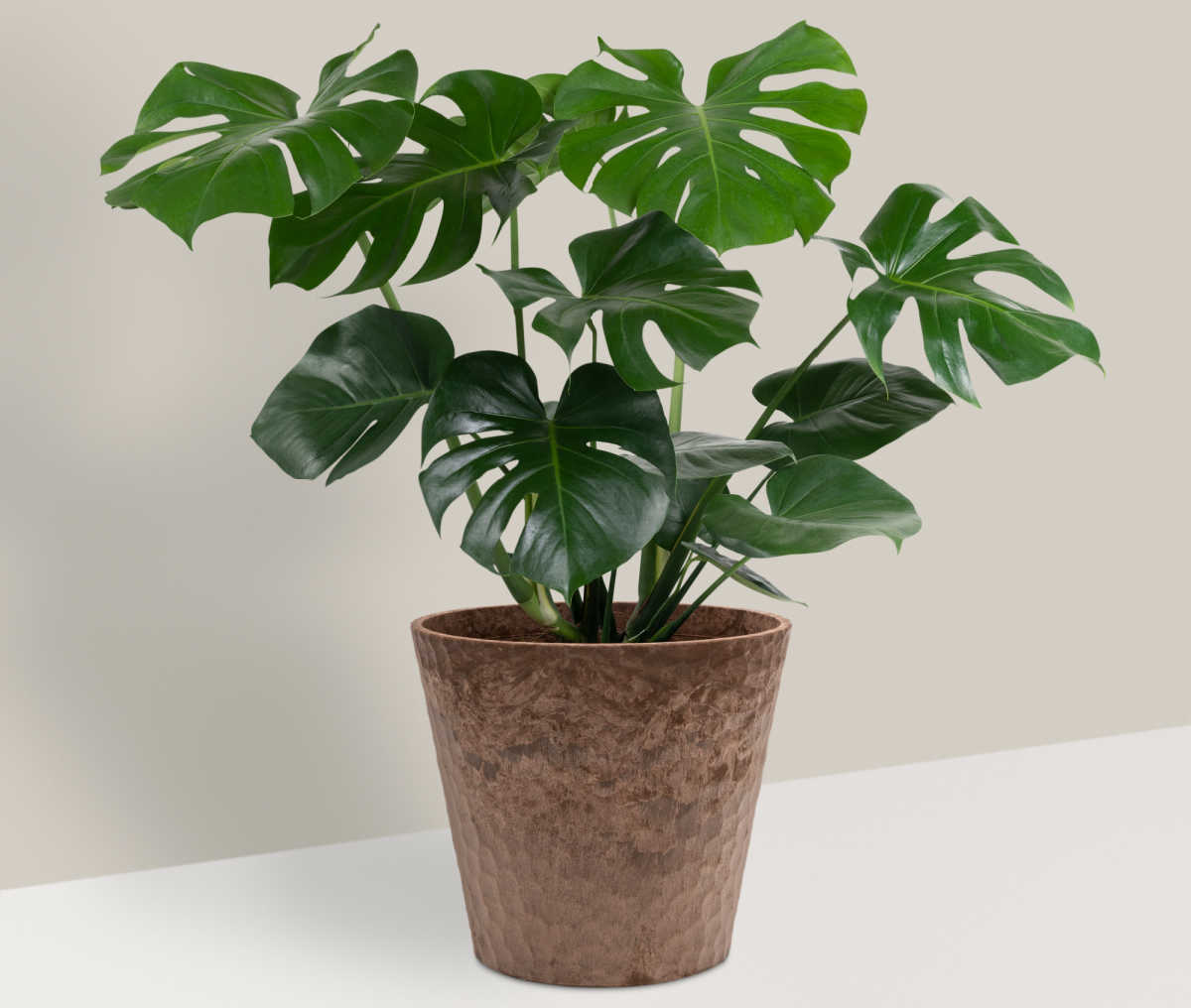 Planta queijo-suíço em um vaso marrom - essa planta não se importa com pouca luz.