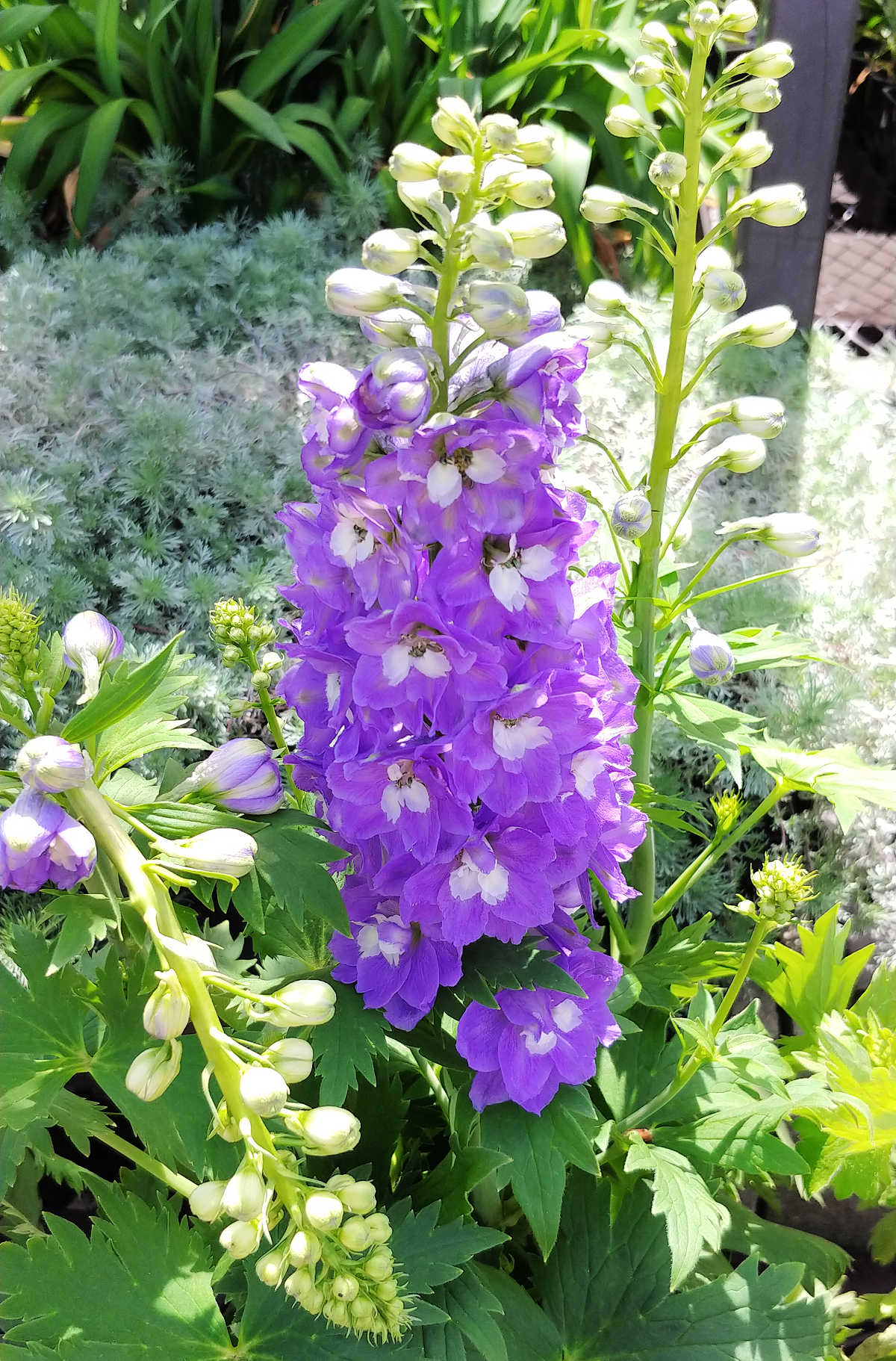 Delphiniums roxos altos em flor em um jardim.