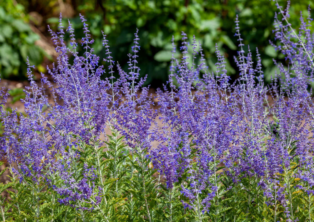 Flores altas de salva-russa lavanda em um campo.