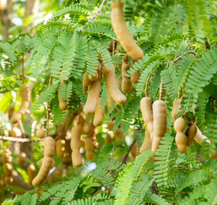 Vagens de tamarindo em uma árvore.