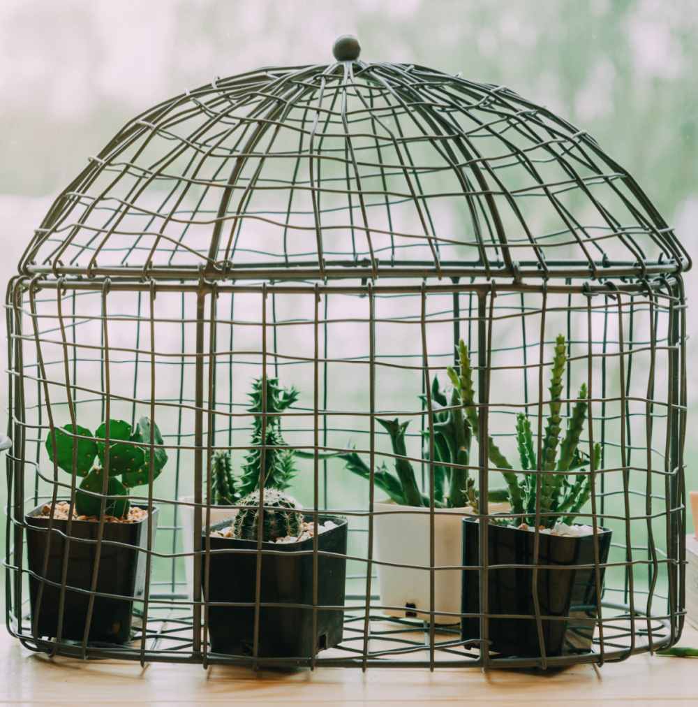 Vaso de gaiola de pássaro estufa para plantas de cacto.
