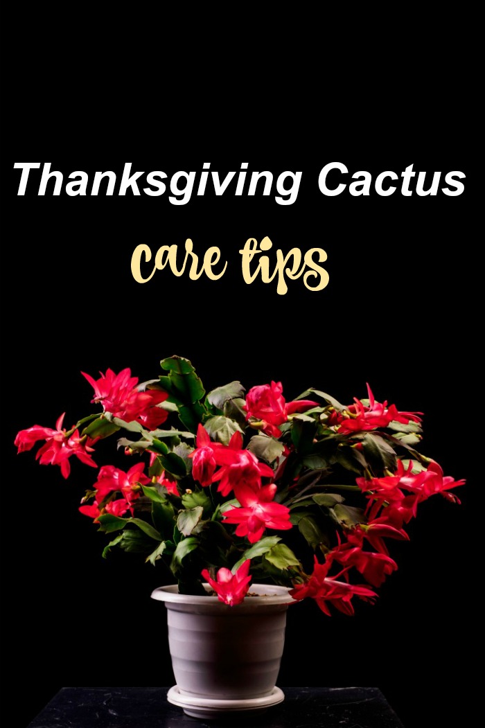 Cuidados com o cacto de Ação de Graças Uma planta com flores vermelhas em um vaso branco contra um fundo preto. O texto diz dicas de cuidados com o cacto de Ação de Graças.