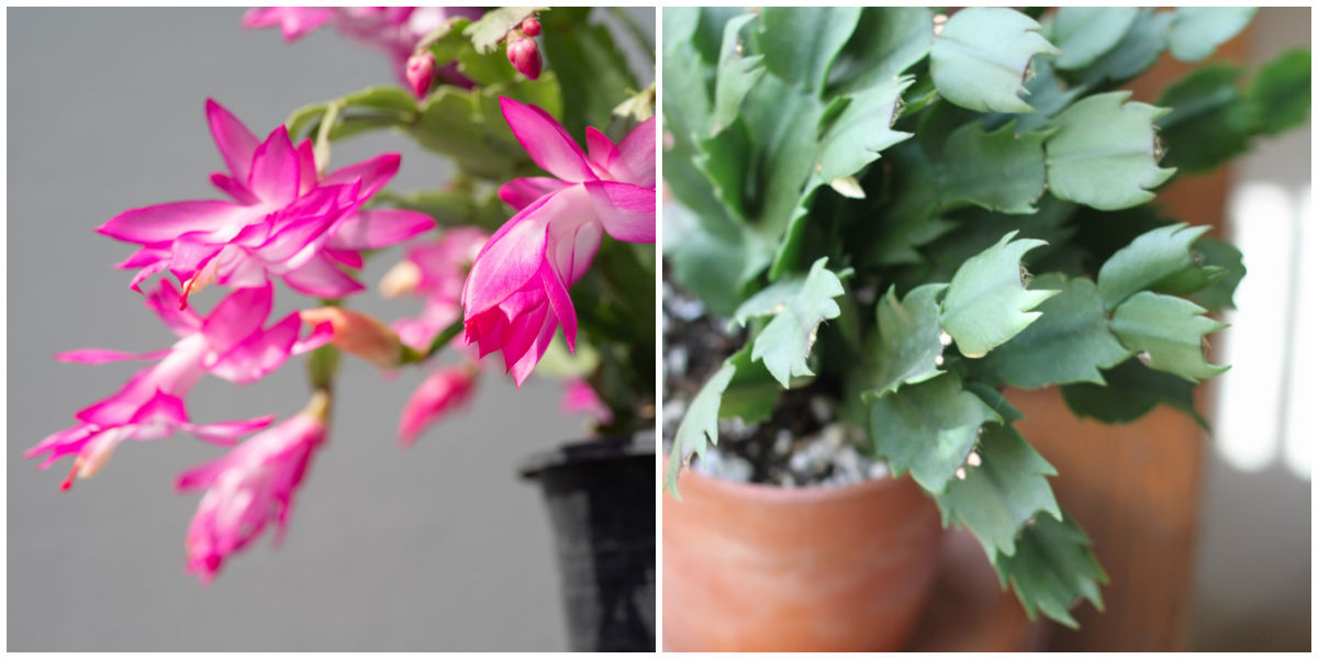 Flores e folhagem do cacto de inverno Uma colagem mostrando um close das flores e folhagens do cacto de Ação de Graças (Schlumbergera truncata.)