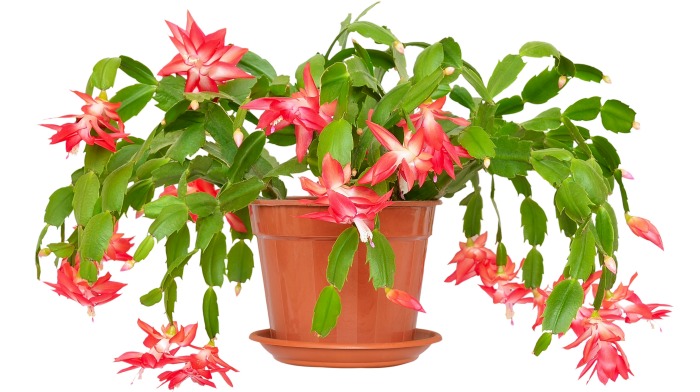 Cacto de Ação de Graças em um vaso Cacto de Ação de Graças em flor em um vaso laranja com um prato embaixo.