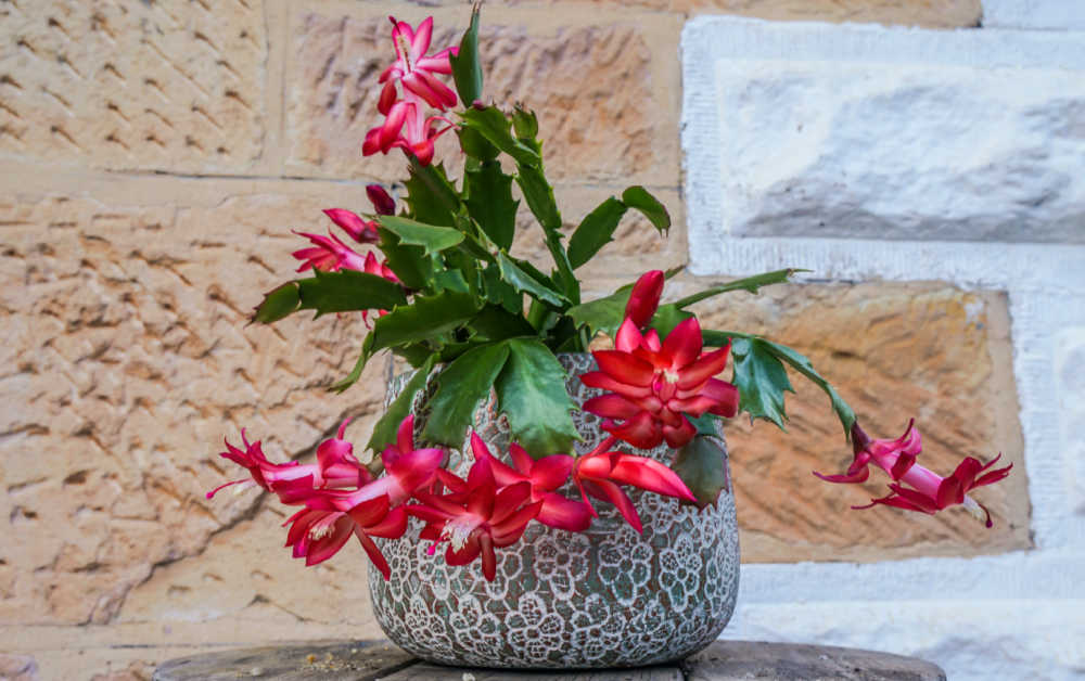 Planta de cacto de Ação de Graças em um vaso cinza.
