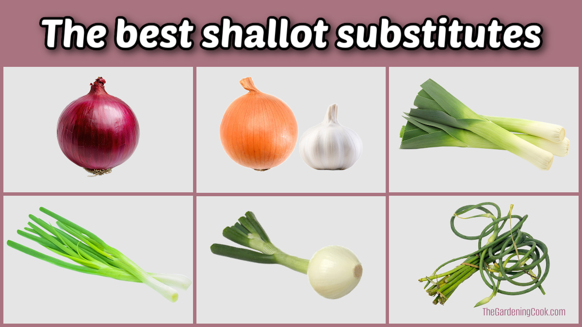 Imagens dos melhores substitutos de chalota incluindo cebola roxa, cebola + alho, alho-poró, cebolinha, cebolinhas da primavera e brotos de alho.