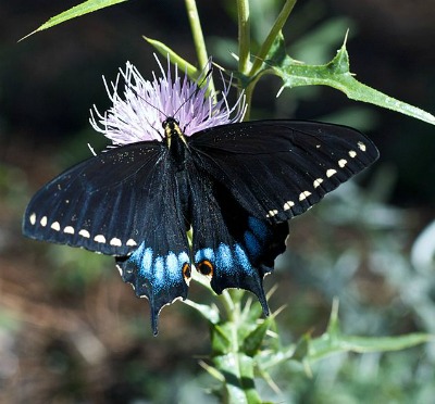 Borboleta-rabo-de-andorinha do Grand Canyon se alimentando de uma flor de cardo.
