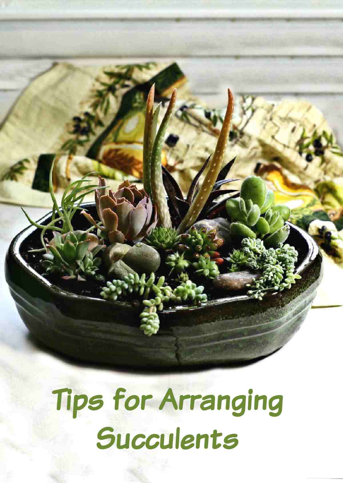 Arranjo DIY de suculentas com palavras Dicas para Arranjar Suculentas.