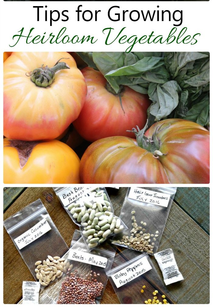 abóboras e tomates com pacotes de sementes heirloom e texto dizendo Dicas para Cultivar Vegetais Heirloom.