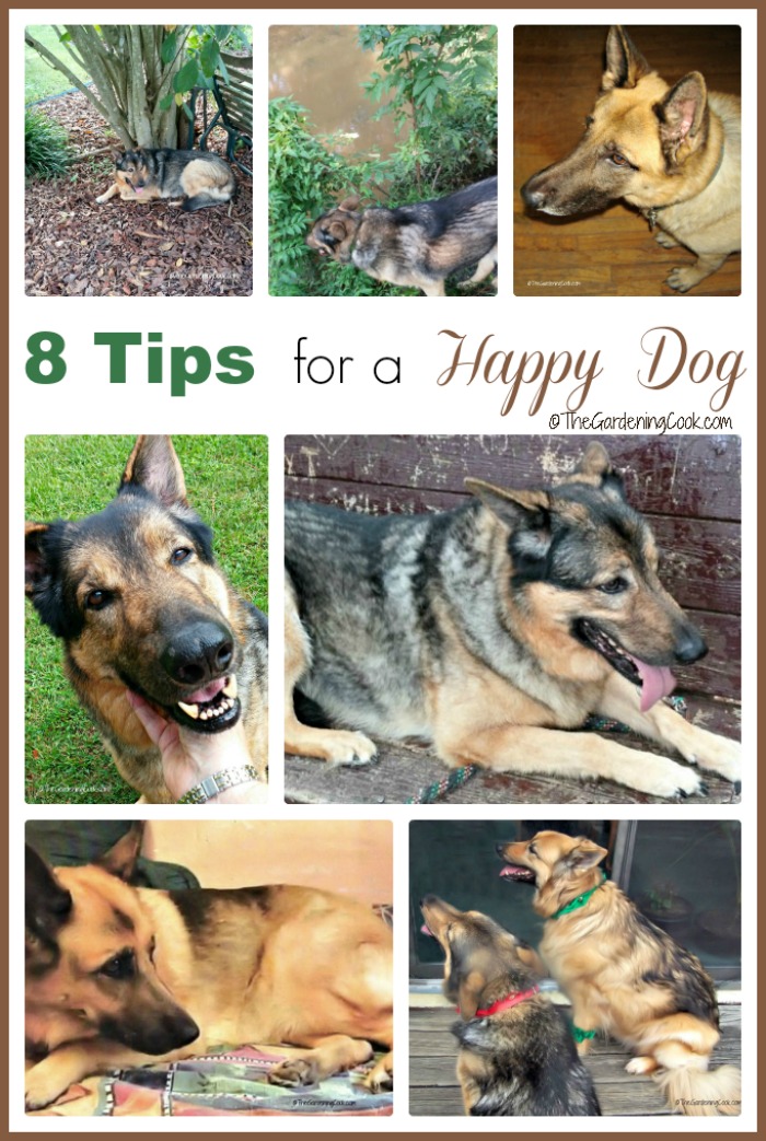 Colagem com imagens de cachorros pastores alemães e palavras dizendo 8 Dicas para um Cachorro Feliz.