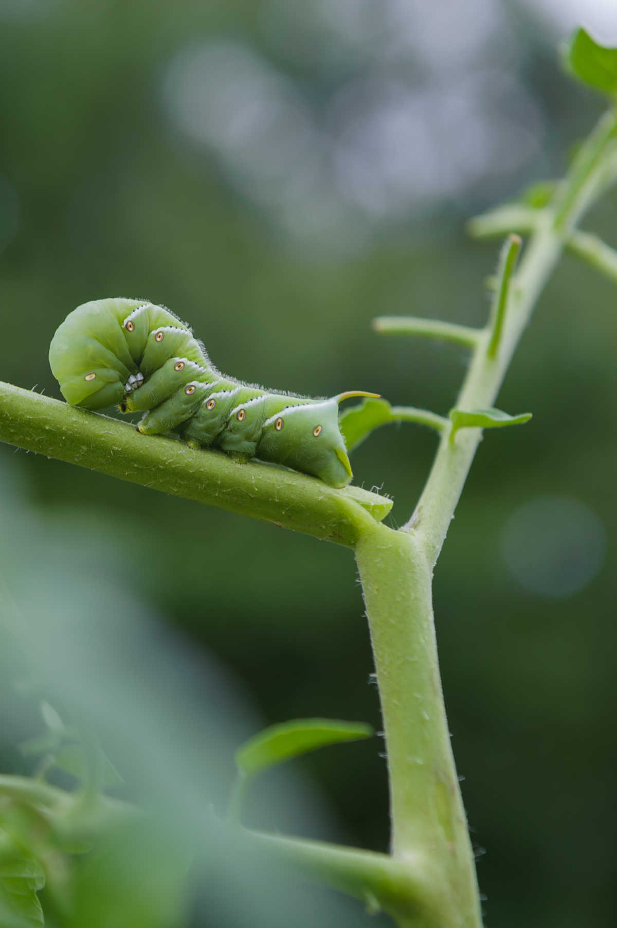 Dano à planta