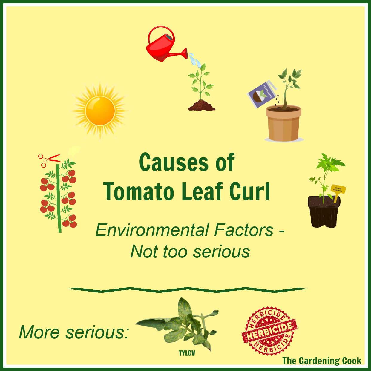 Gráfico mostrando as razões para as folhas de tomate enrolarem, incluindo muita poda, luz solar excessiva, rega e fertilização inadequadas.