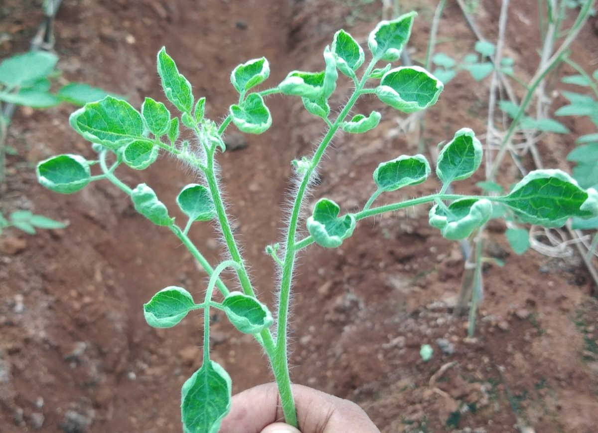Mão segurando uma planta de tomate com folhas enroladas.