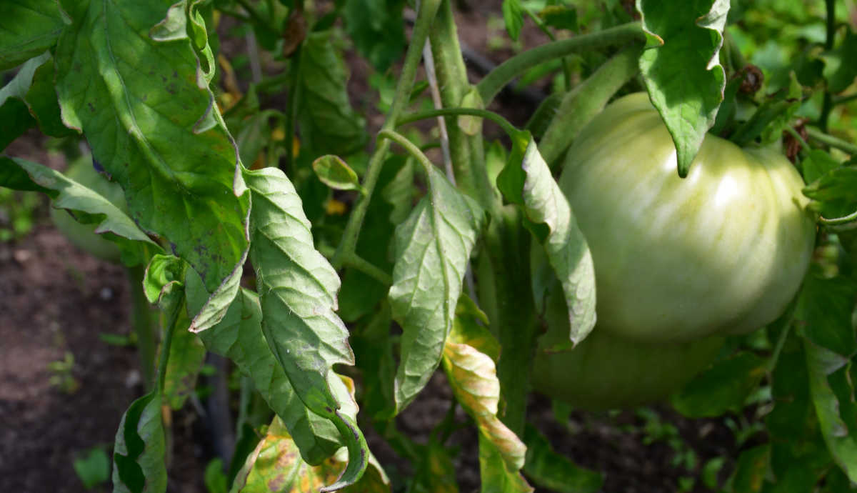 As folhas de tomate se enrolando para baixo devido ao excesso de umidade.