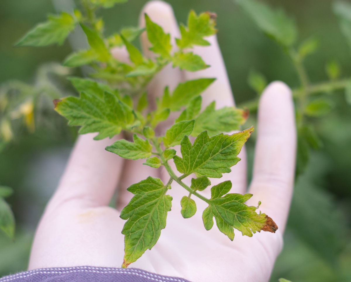 Mão segurando folhas com queimadura por fertilizante em tomateiro.