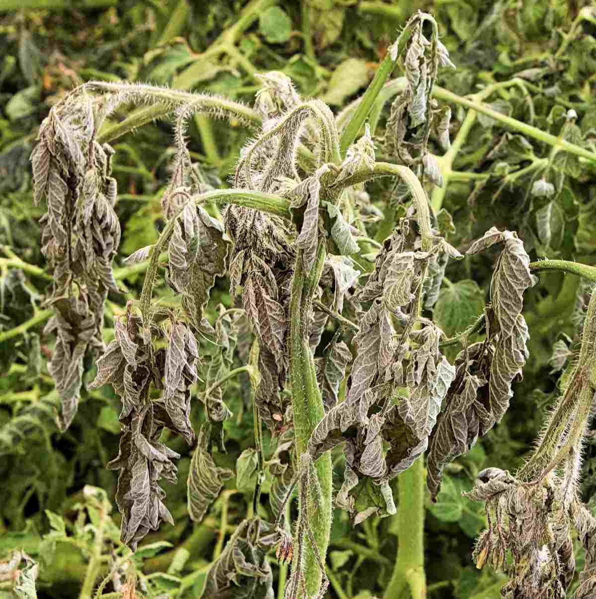 Folhas amareladas em plantas de tomate após danos causados por geada.