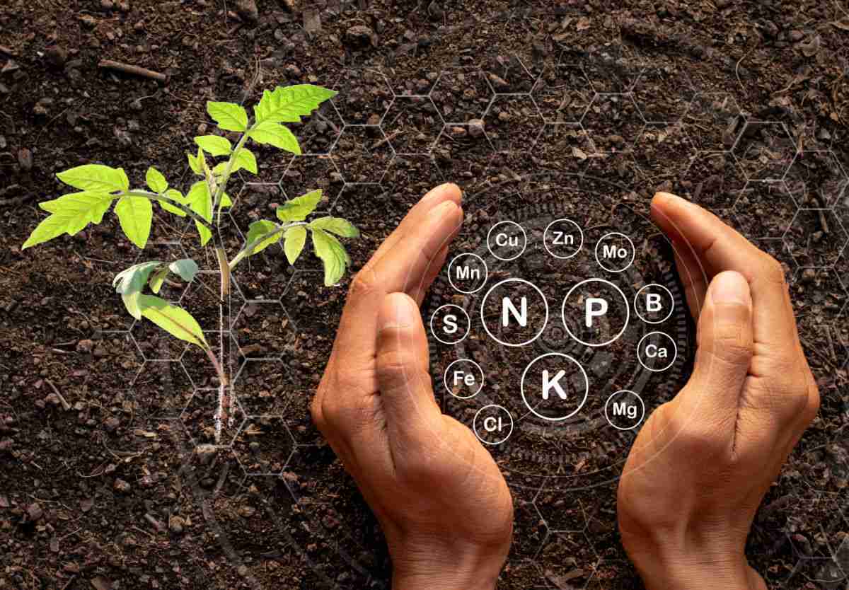 Mãos segurando solo com elementos nutricionais ao lado de uma pequena planta de tomate que está começando a apresentar amarelecimento das folhas.