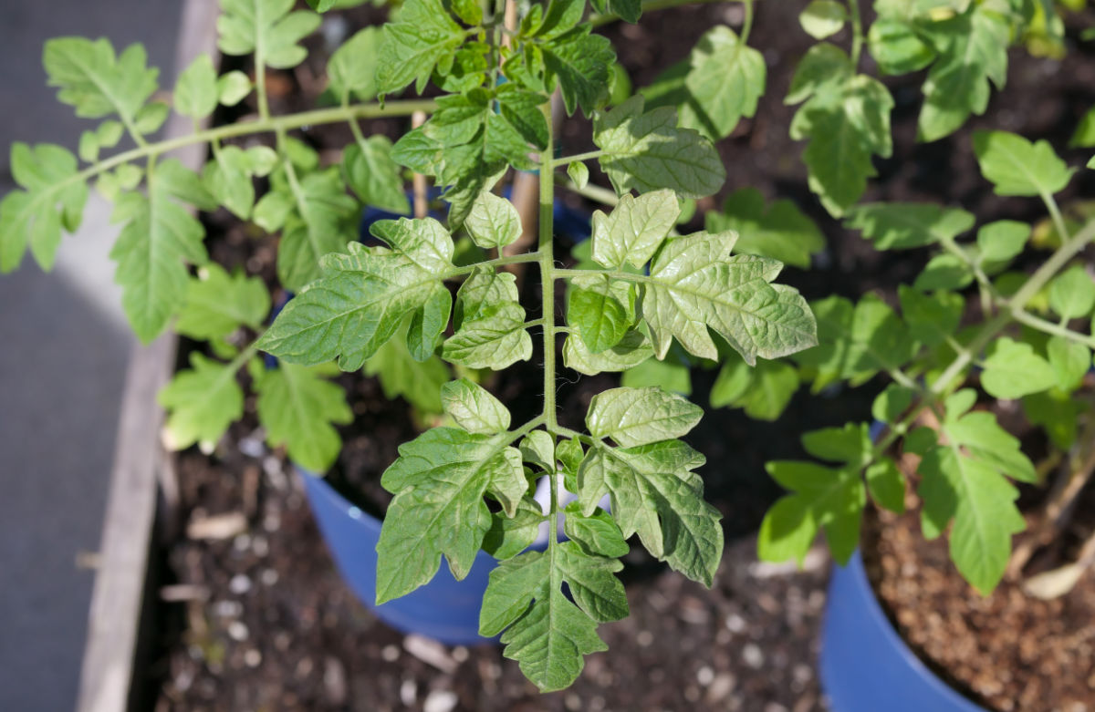 Plantas de tomate em vasos mostrando sinais de queimadura solar por calor extremo e sol intenso.