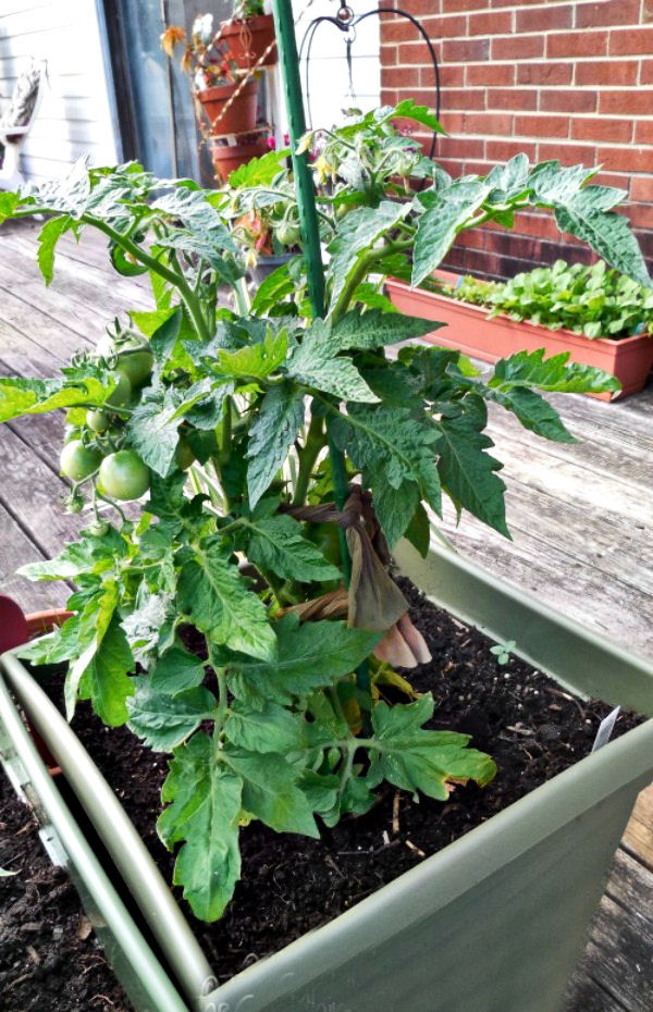 Tomates crescendo em um vaso com uma estaca longa e meias de nylon para amarrá-los.