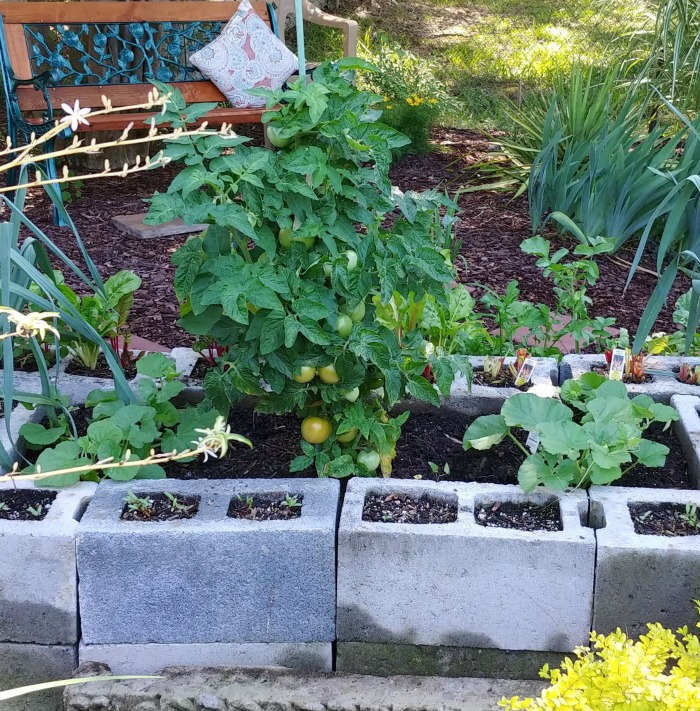 Tomates indeterminados e melões plantados em uma cama de jardim de blocos de concreto.