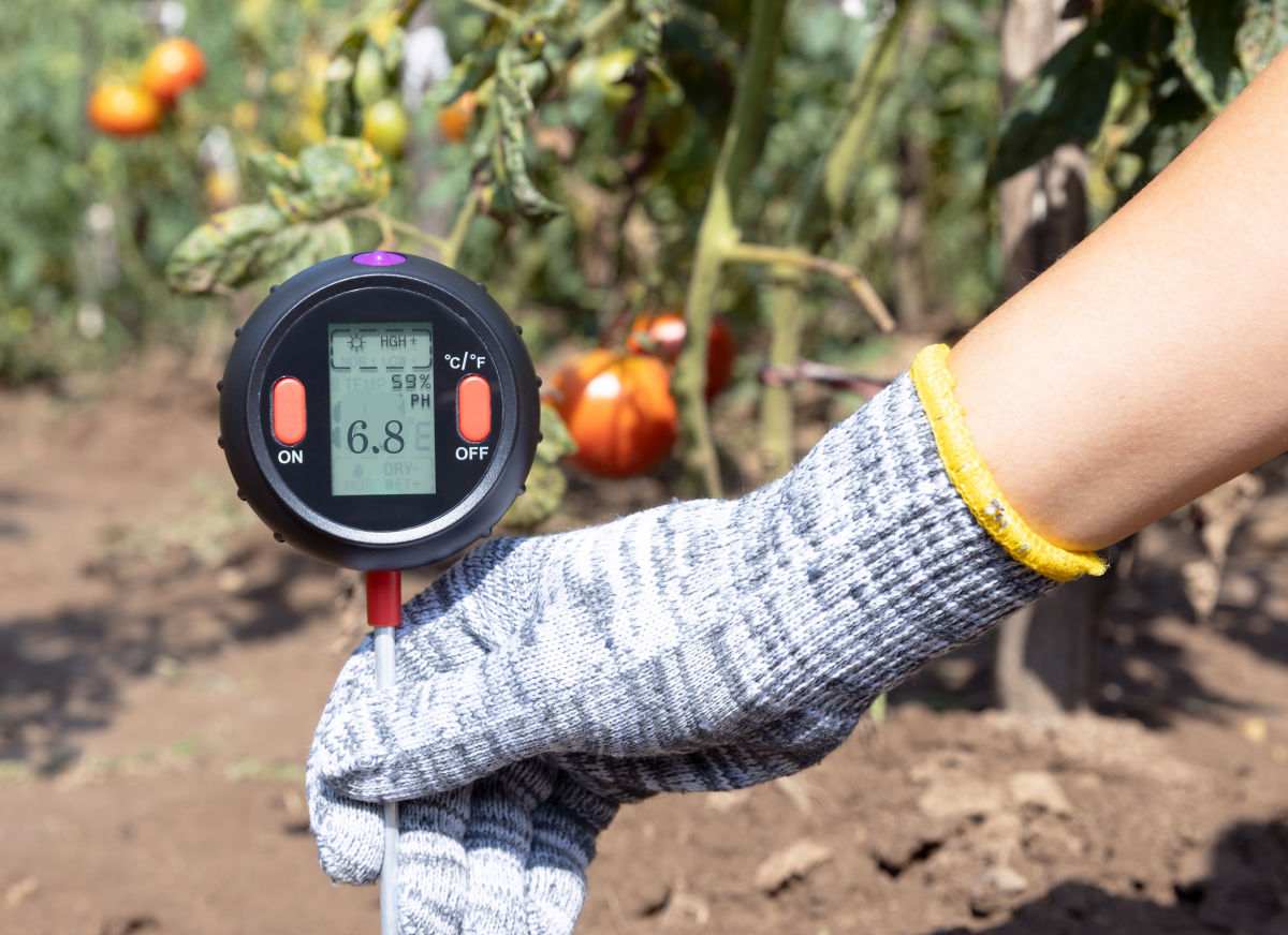 Mão segurando um medidor de pH do solo perto de algumas plantas de tomate.
