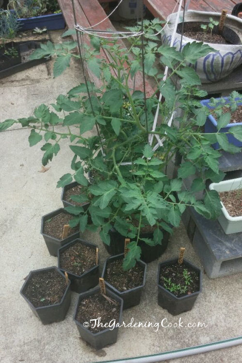Vasos baratos funcionam bem. Plantas de tomate crescendo em recipientes plásticos de 5 galões em um pátio de fundos.