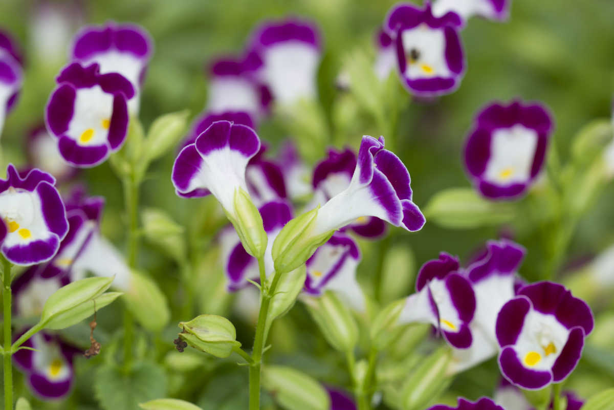As flores em forma de osso da sorte da torenia.
