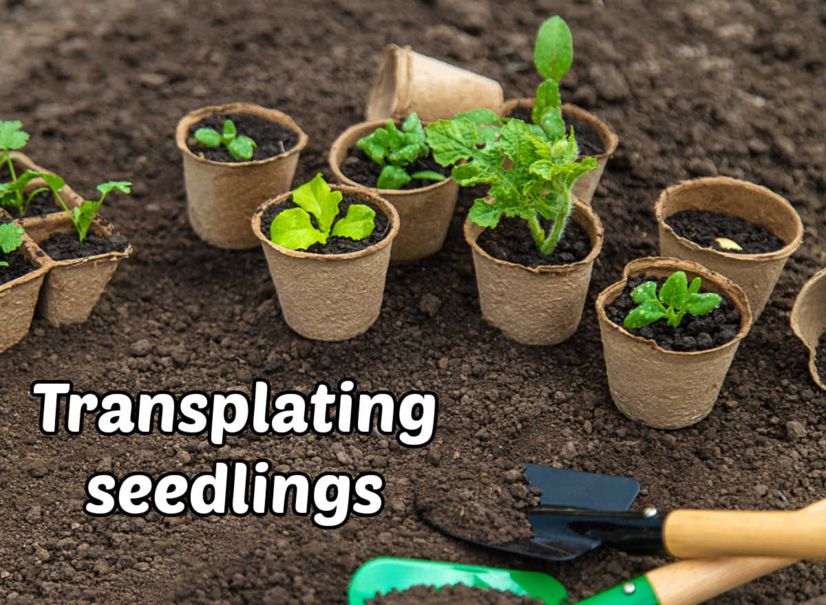 Mudas em vasos e bandejas, prontas para serem transplantadas ao ar livre no jardim.
