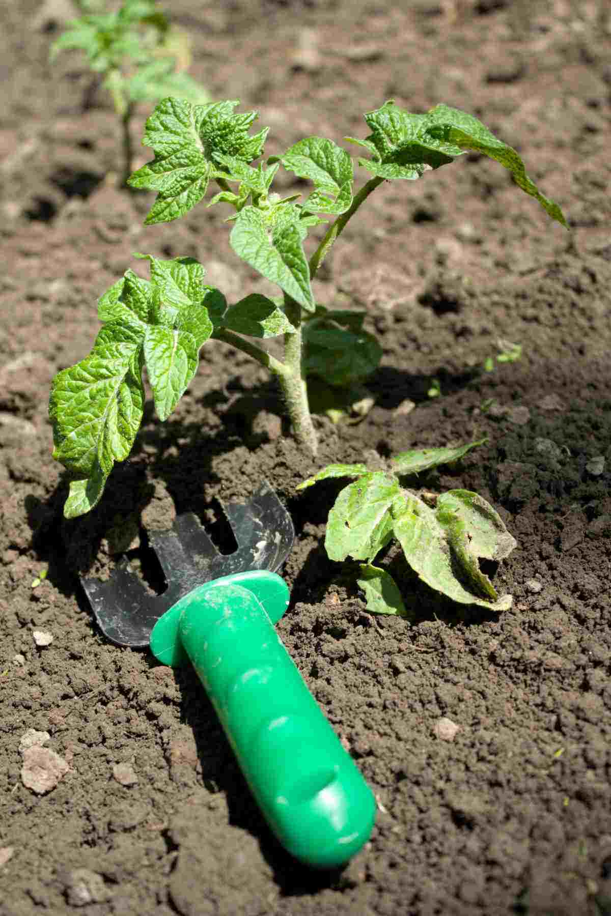 planta de tomate com pequena ferramenta de mão.