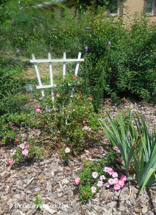 Uma treliça com uma rosa trepadeira acrescenta a um jardim de campo.