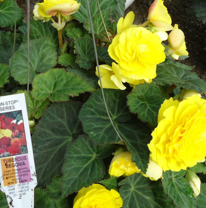 Begônias tuberosas fazem uma planta interna muito bonita