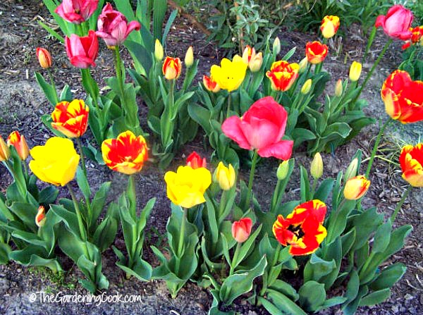 Exibição de bulbos de primavera