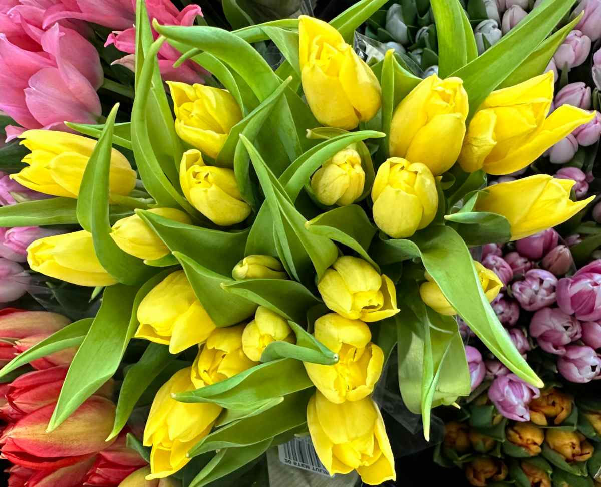 Tulipas amarelas com pétalas quase fechadas.