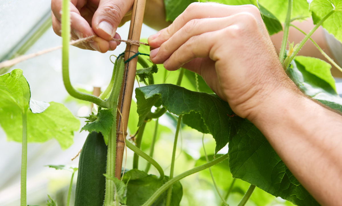 Mãos amarrando plantas de pepino a uma estaca.