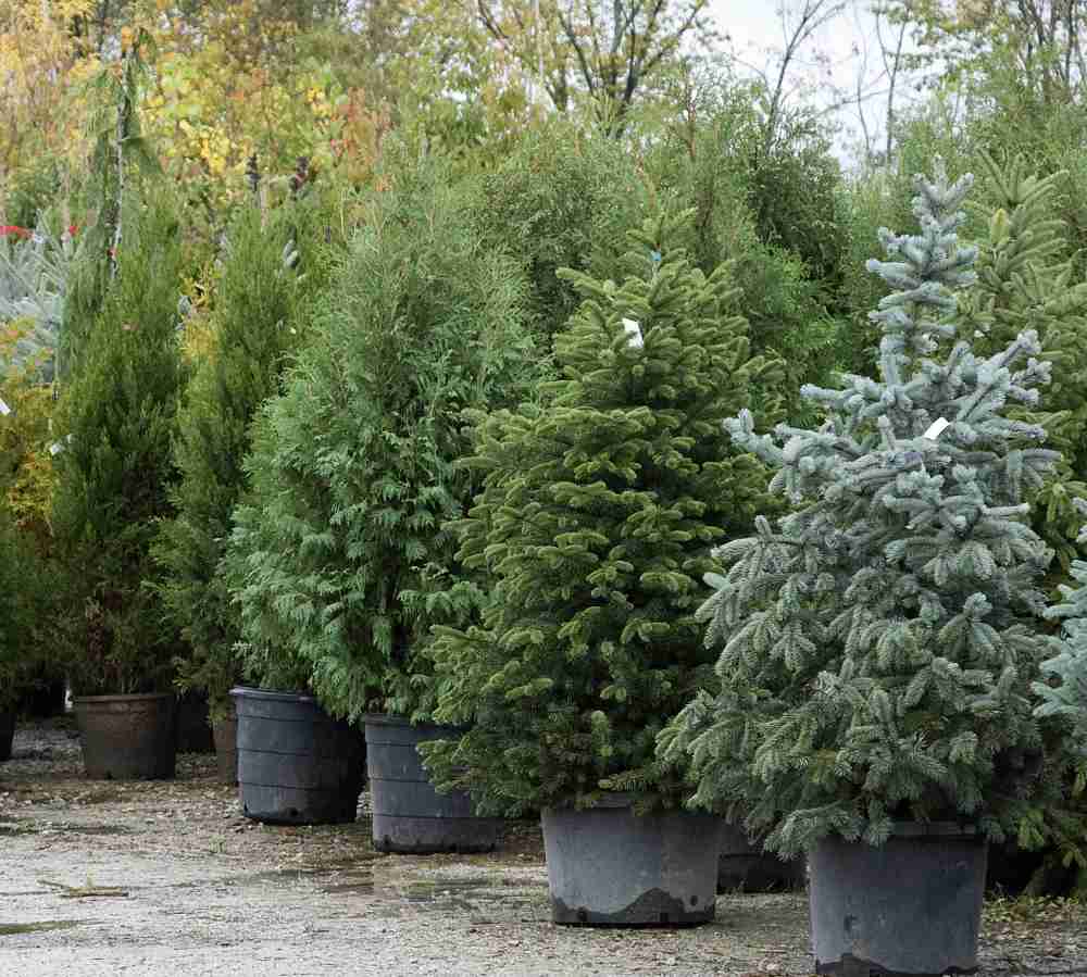 Fazenda de árvores de Natal com variedade de árvores vivas
