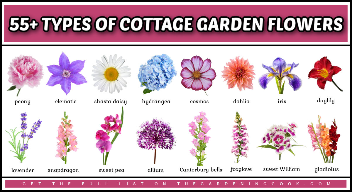 Tipos de flores para jardim cottage com imagens e nomes das flores abaixo da imagem.