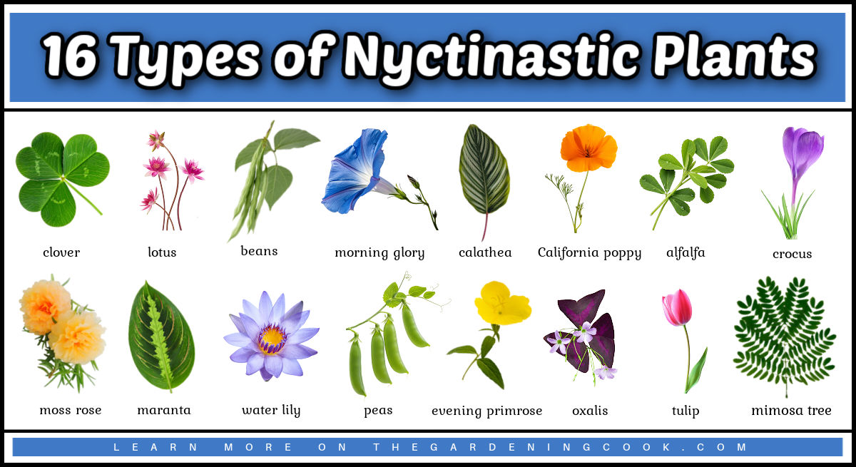 Imagens de 16 tipos de plantas nyctinásticas.