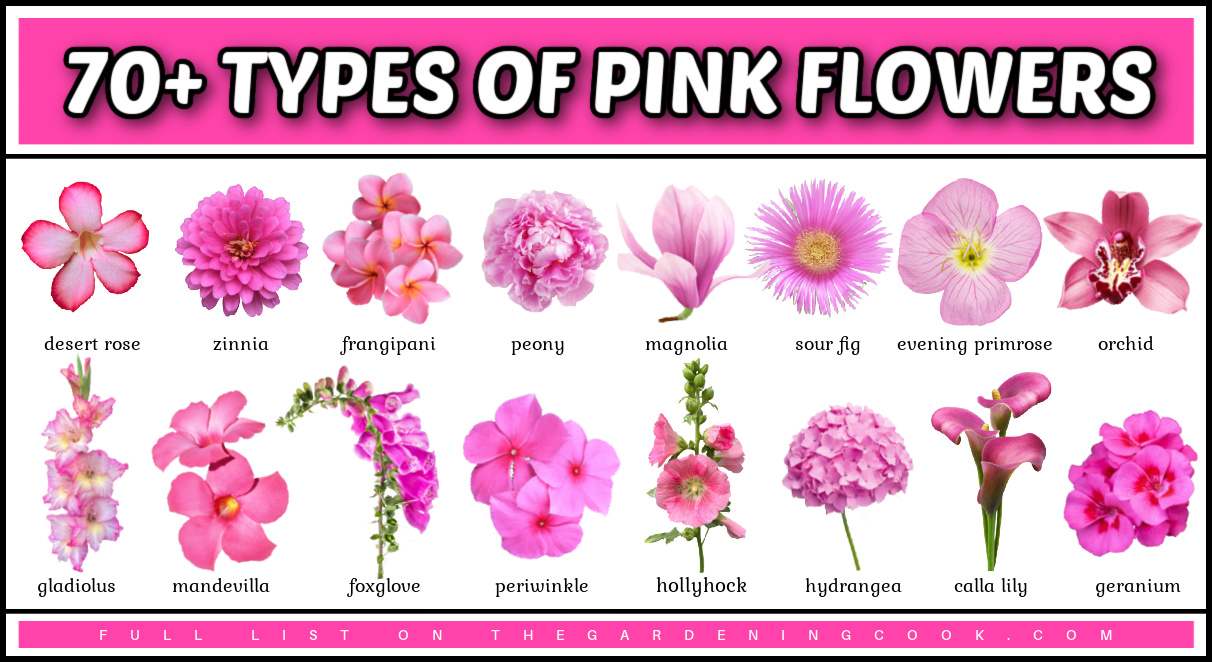 Uma sobreposição de texto na parte superior que diz 70+ tipos de flores cor-de-rosa com nomes, acima de 16 diferentes nomes de flores cor-de-rosa e imagens.