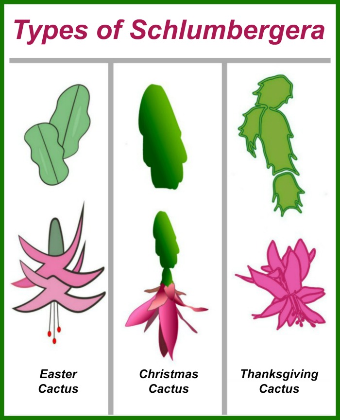 Tipos de schlumbergera Três imagens de cactos de feriados com folhas e flores, com palavras no topo lendo tipos de schlumbergera.