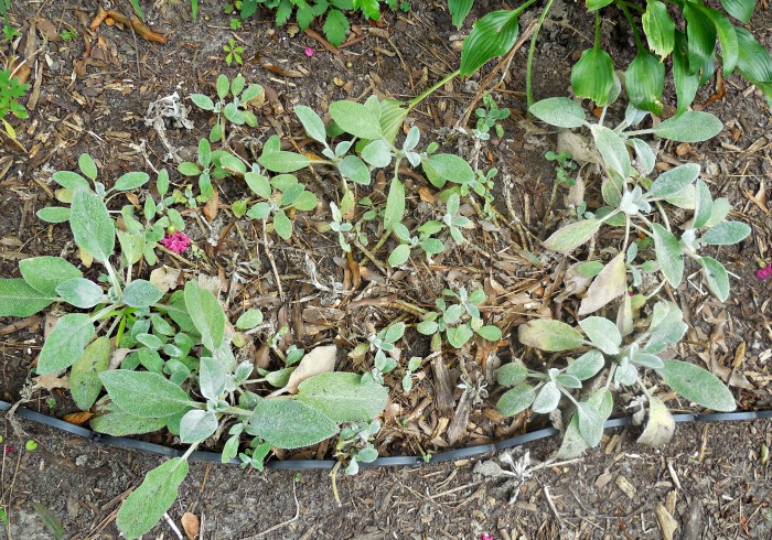 Área morta no centro de um aglomerado de plantas de orelha de cordeiro.