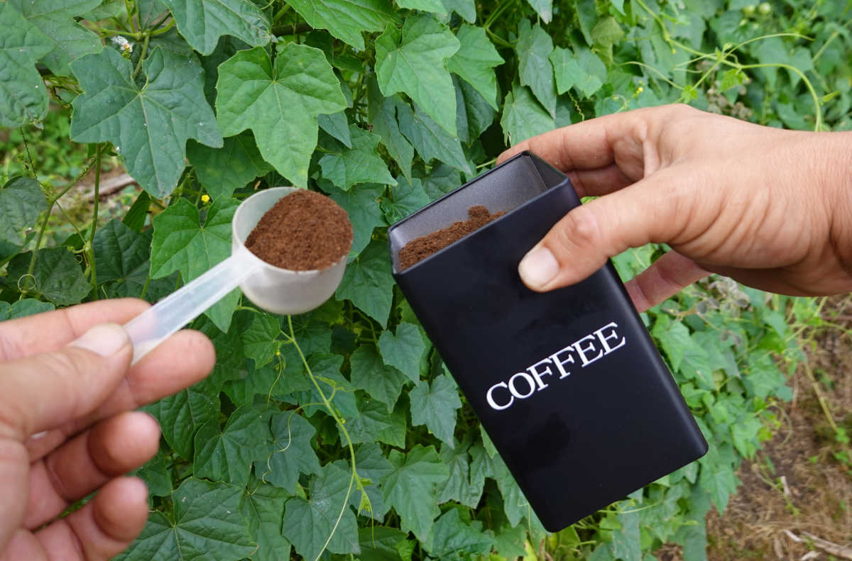Duas mãos colocando borra de café para as plantas é um alimento vegetal natural feito em casa.