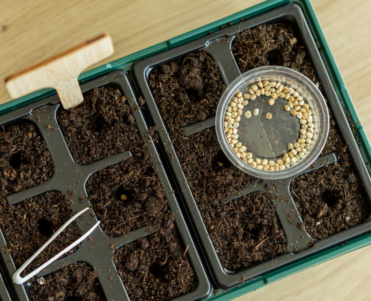 Uma bandeja com substrato para iniciar sementes, recipiente com sementes e pinças para plantar sementes na profundidade correta.