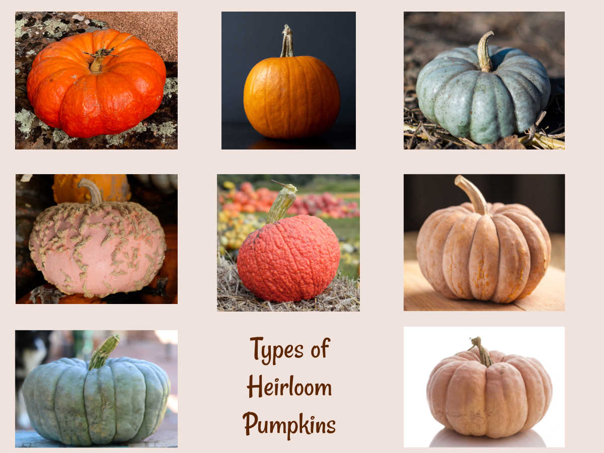 Heirloom pumpkin types Chart showing pictures of various heirloom pumpkins.