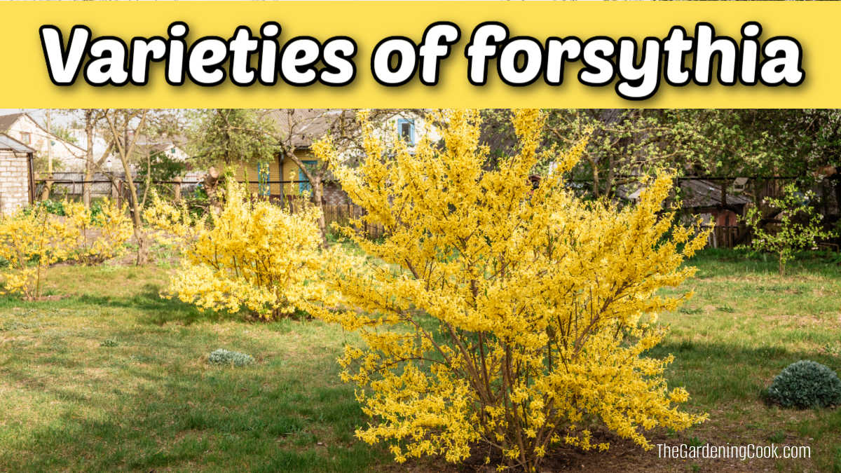 Arbustos de forsítia plantados em fila. Texto amarelo diz variedades de forsítia.