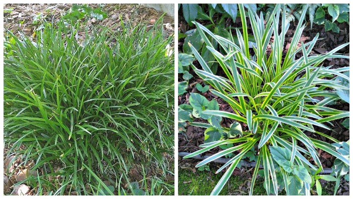 Touceiras de liriope muscari nas versões verde lisa e variegada em um jardim.