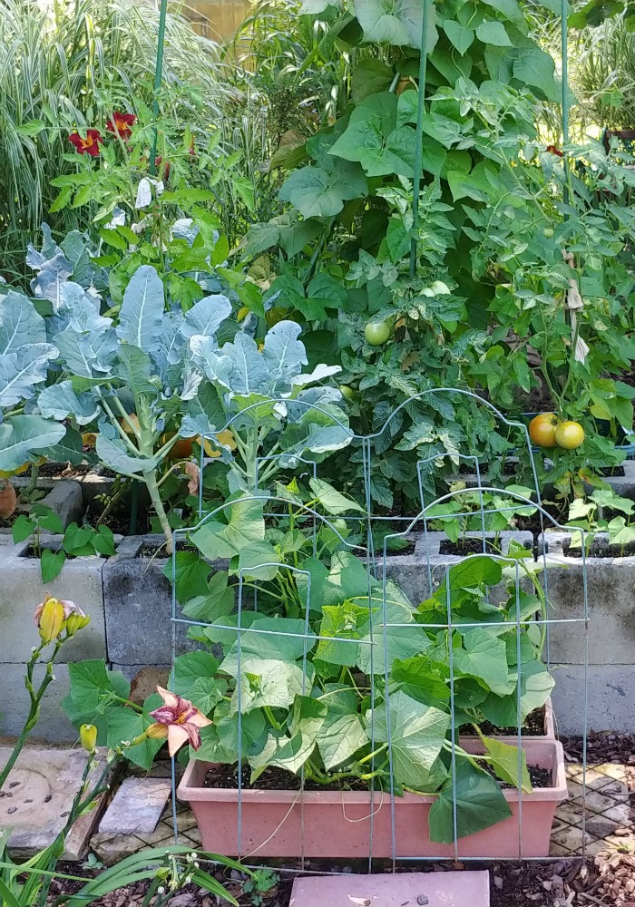 Jardim de vegetais em canteiros