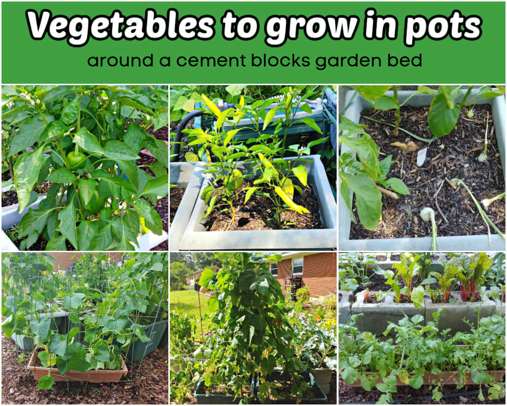 Vegetais para cultivar em vasos fora de uma cama de jardim de blocos de cimento incluem pimentões, pimentas, cebolas, feijões heirloom e rabanetes.